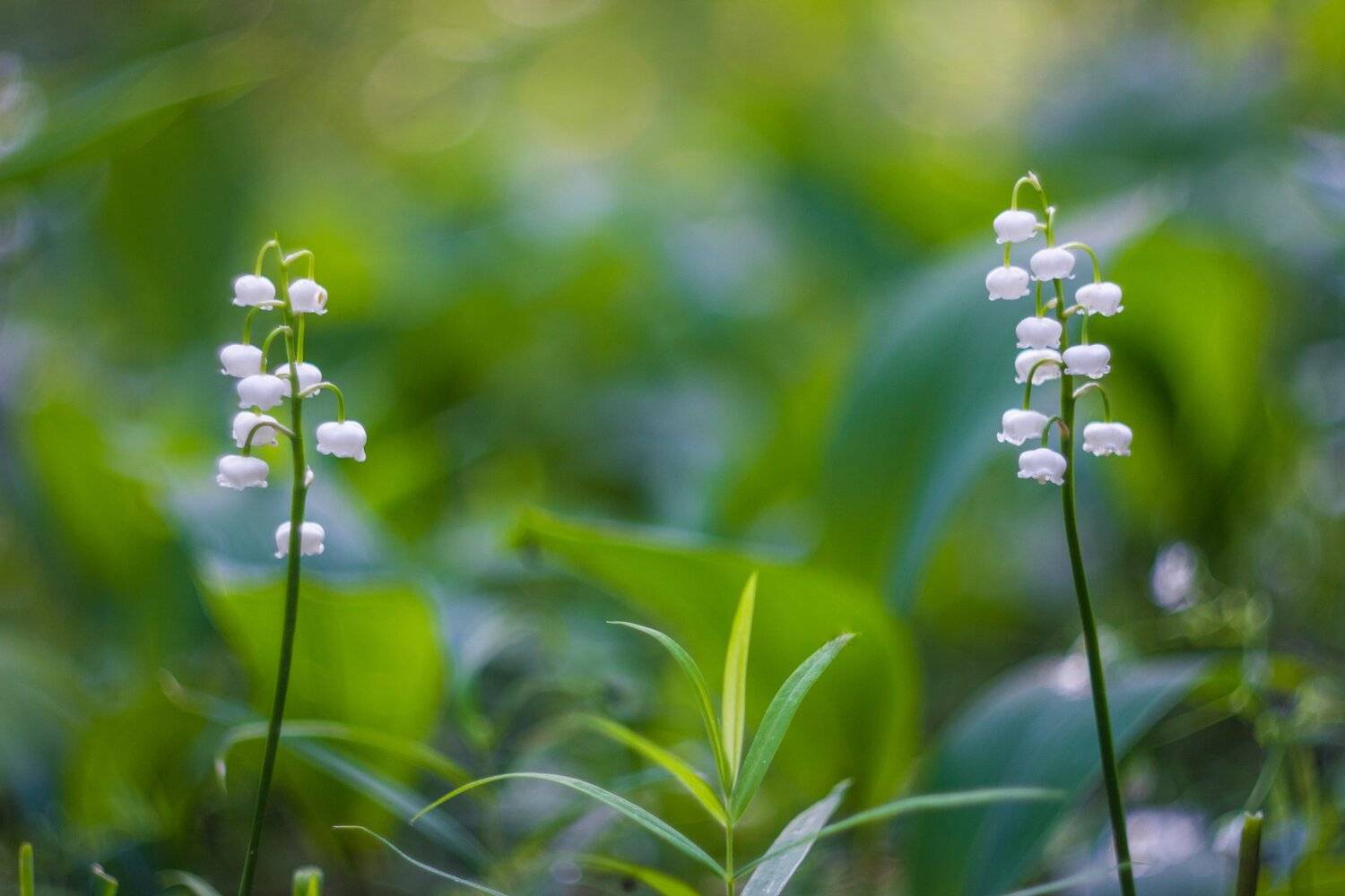 , Руслан Востриков