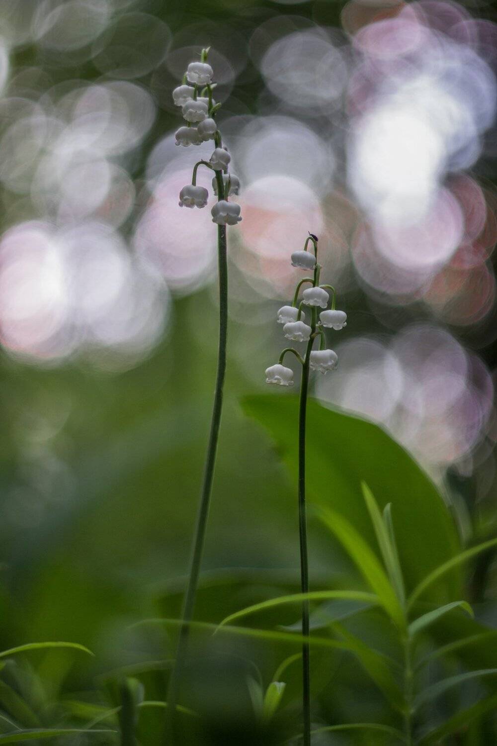 , Руслан Востриков