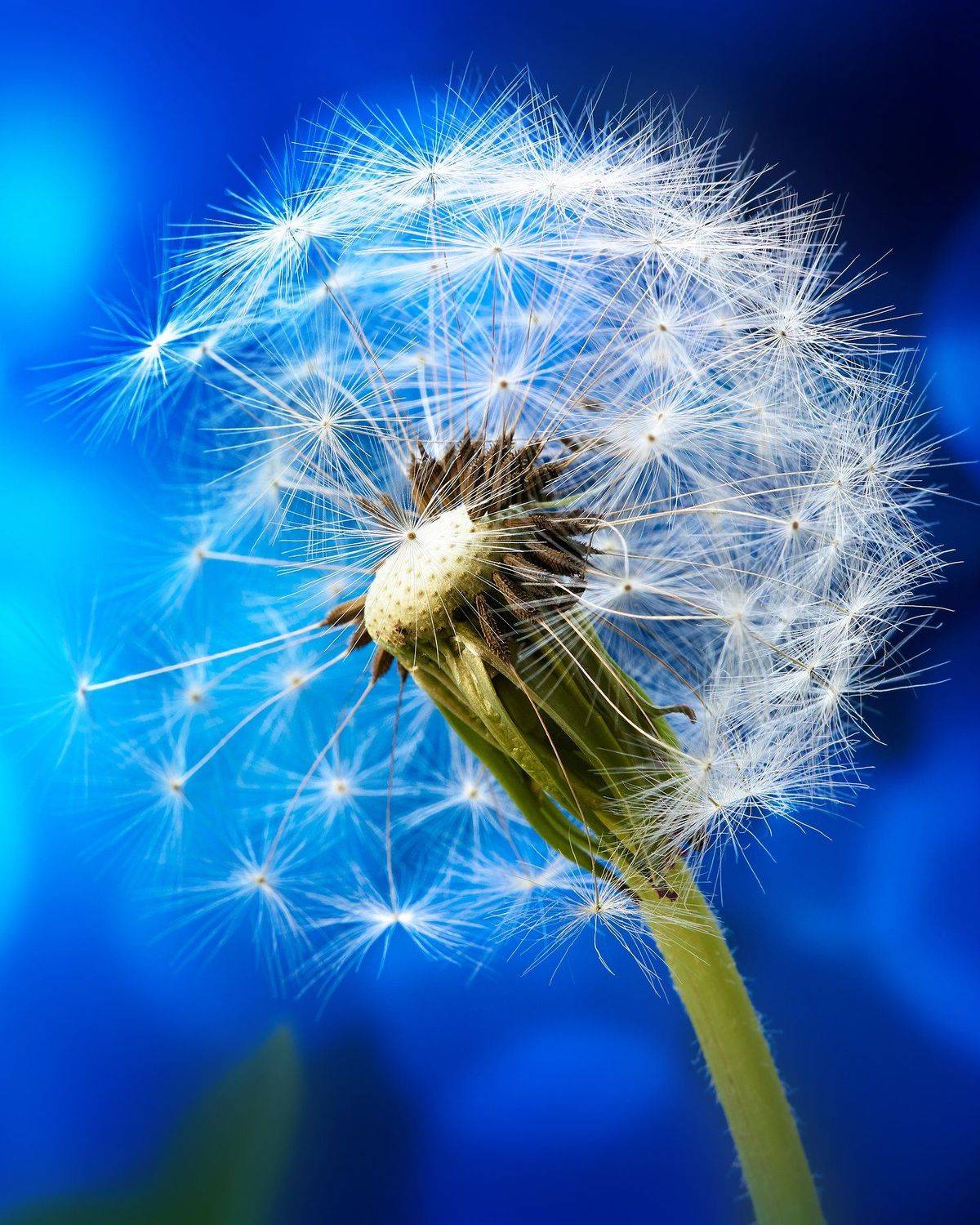 макро, одуванчик, одуванчики, боке, красиво, обои, фотообои, tanyasid, Татьяна Сидюкова