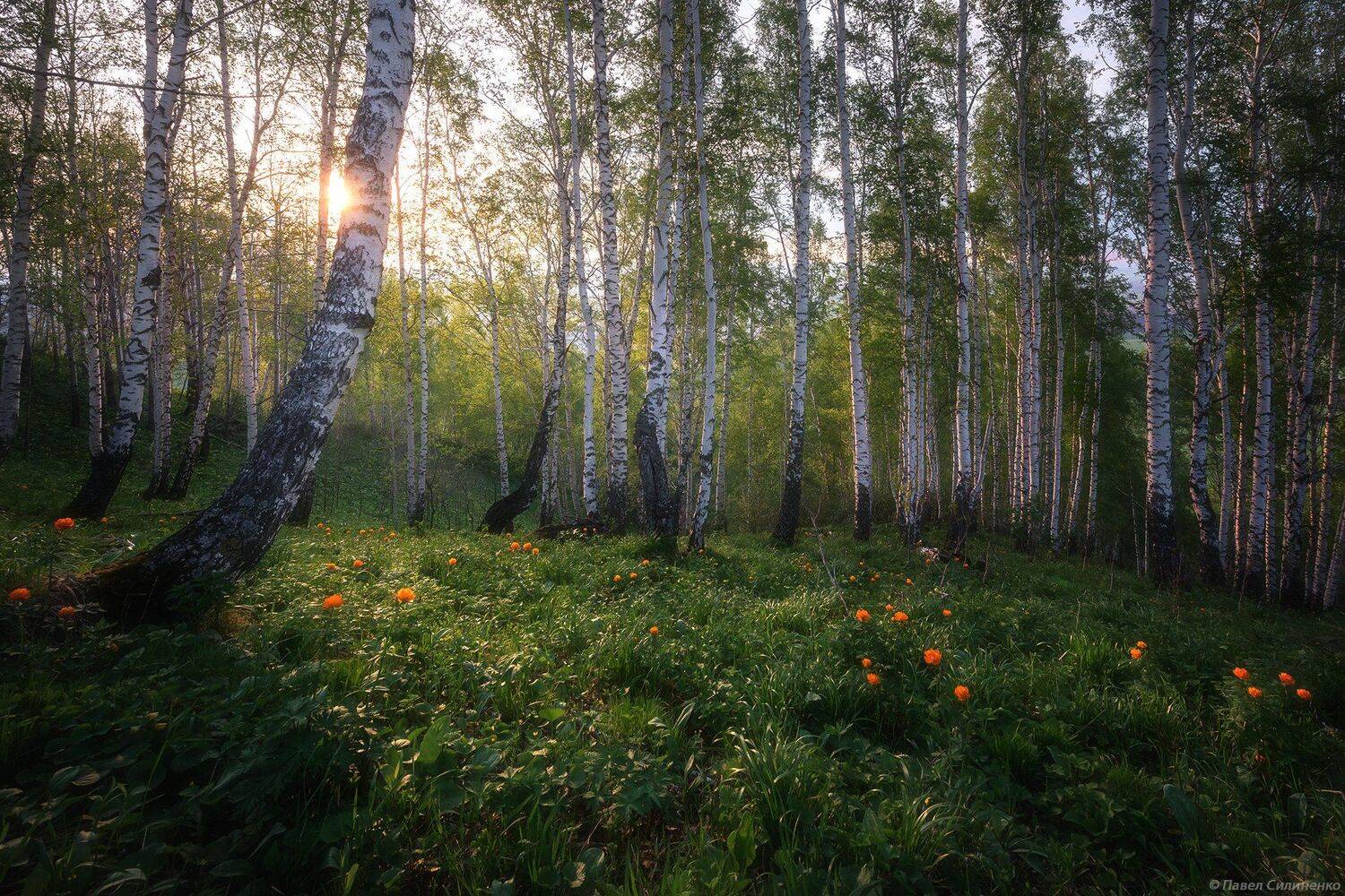 алтай, белокуриха, пейзаж, закат, вечер, весна, береза, свет, огоньки, Павел Силиненко