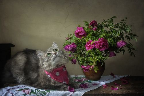 Масяня и розы