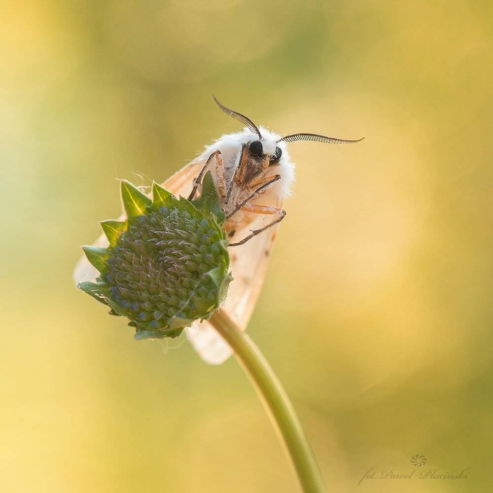 , Pawel Plucinski