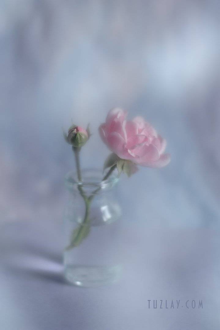 розы, маленькие розы, миниатюрные розы, кустовые розы, софт фокус, лето во флаконе, Владимир Тузлай