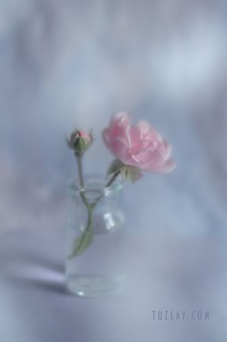 Little Rose in a vial или лето во флаконе 2018