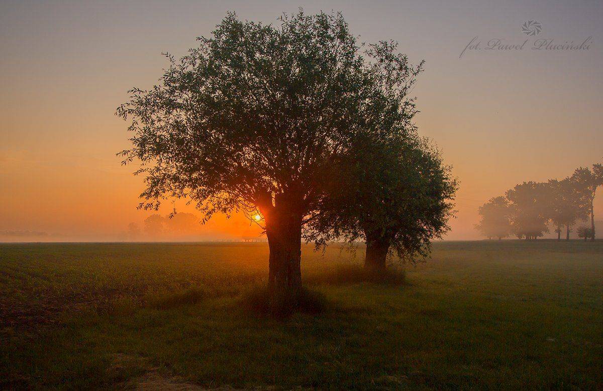 , Pawel Plucinski