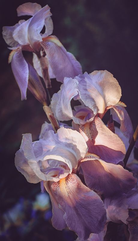 *** фото превью