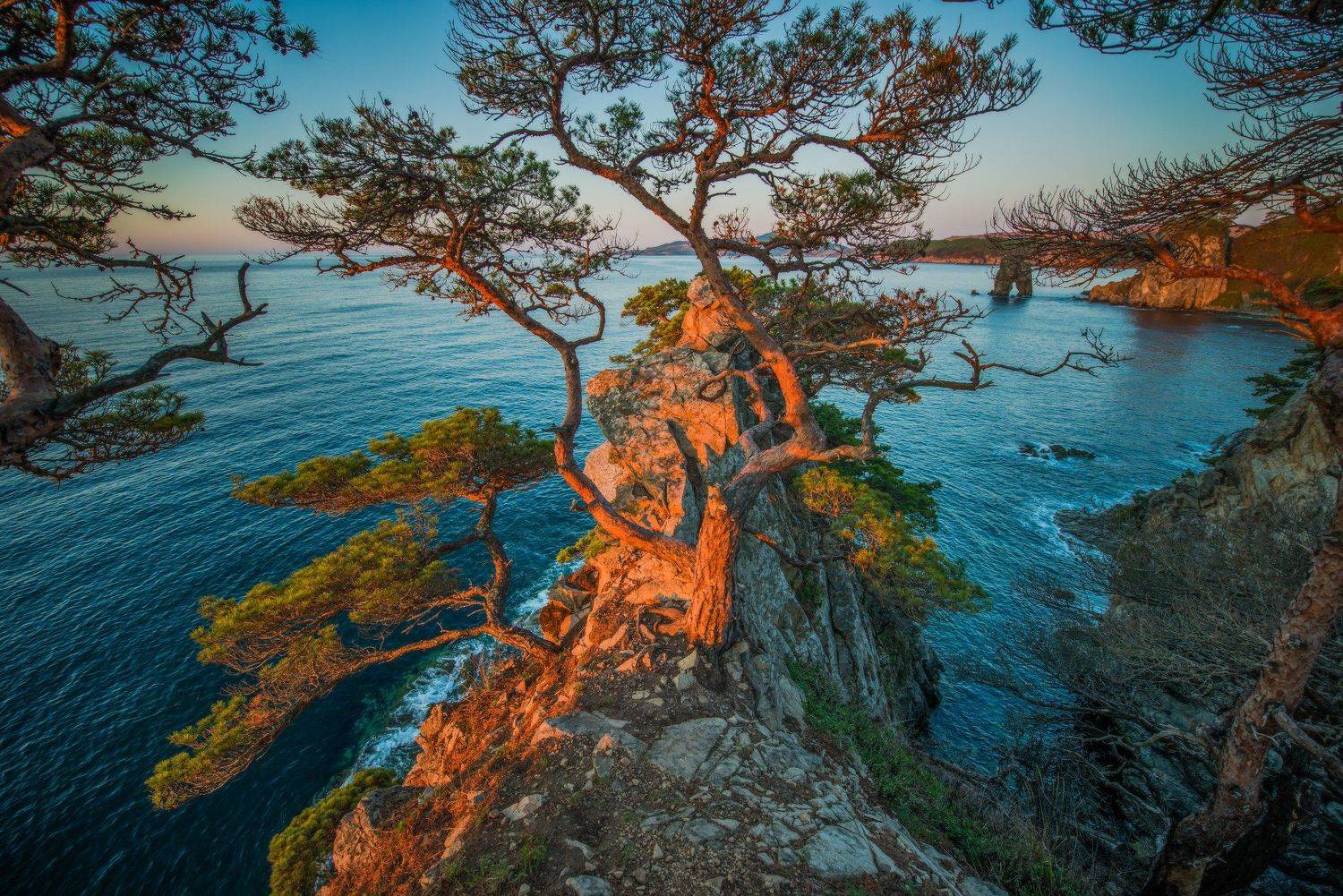 Рассвет, сосны, Гамова, Приморский край, Виталий Берков