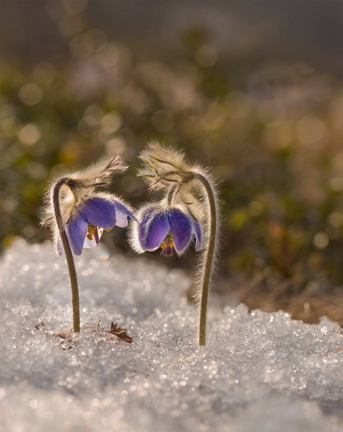 сон-трава, прострел, якутия, нерюнгри, май, Евгения Левина