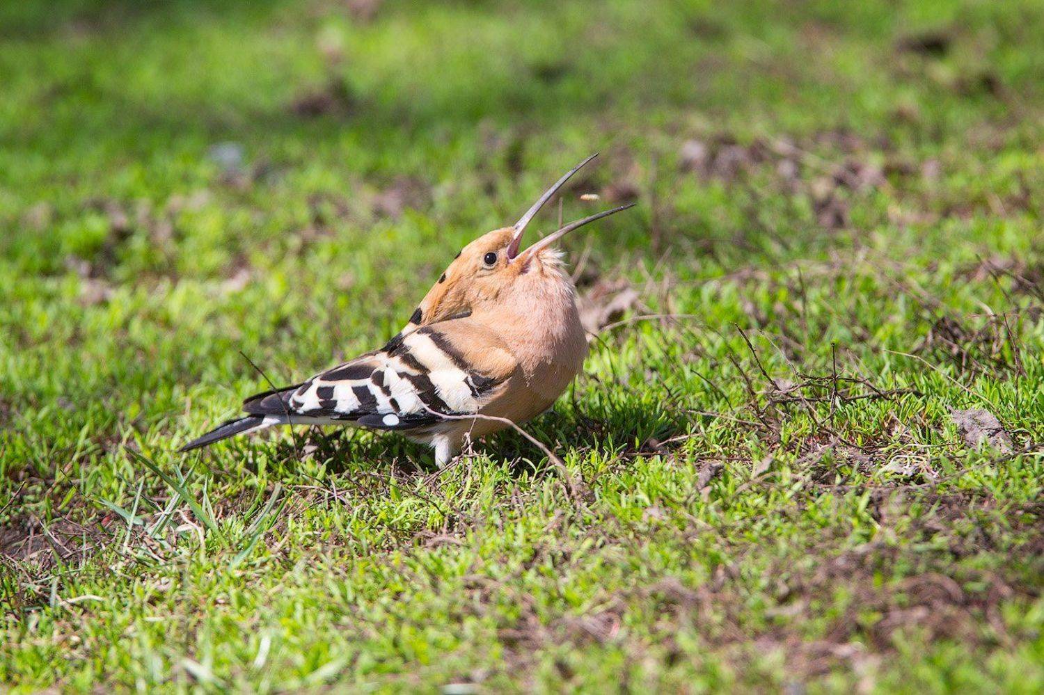 Удод, птицы, дикая природа, hooppoe, wildlife, birds, Голубев Дмитрий