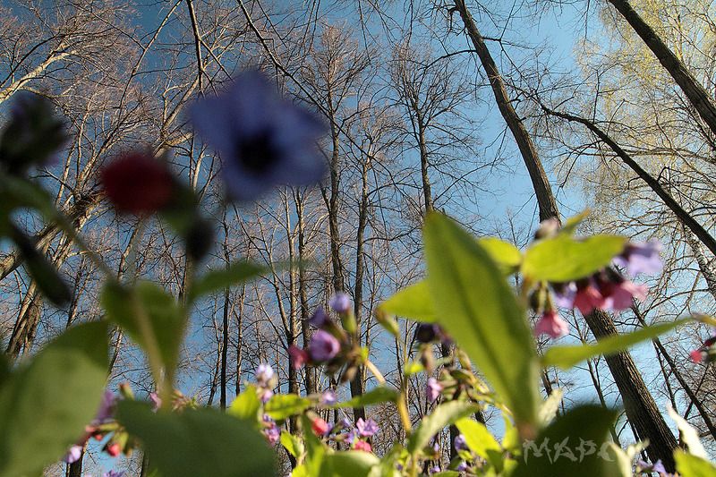 пейзаж весна лес цветы деревья Муравьиный взгляд фото превью