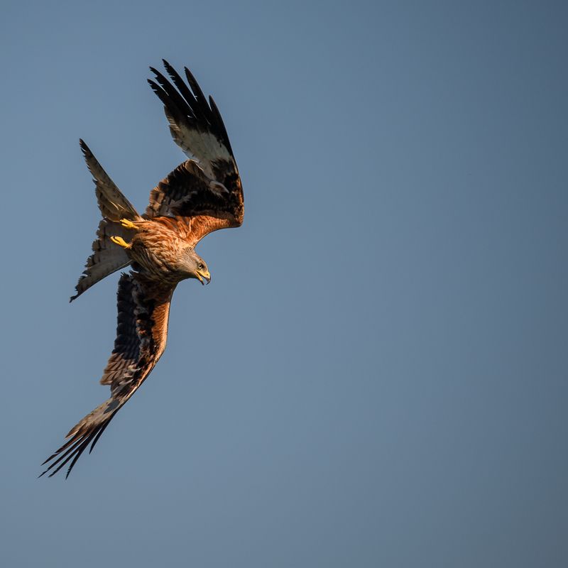 Red Kite, Bird  Red kite (Milvus milvus) фото превью
