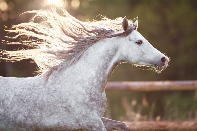 лошадь, жеребец, портрет, рассвет, грива Утренний бриз фото превью