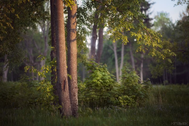 баболовский парк, закат, лес, природа Теплый закат в Баболовском парке фото превью