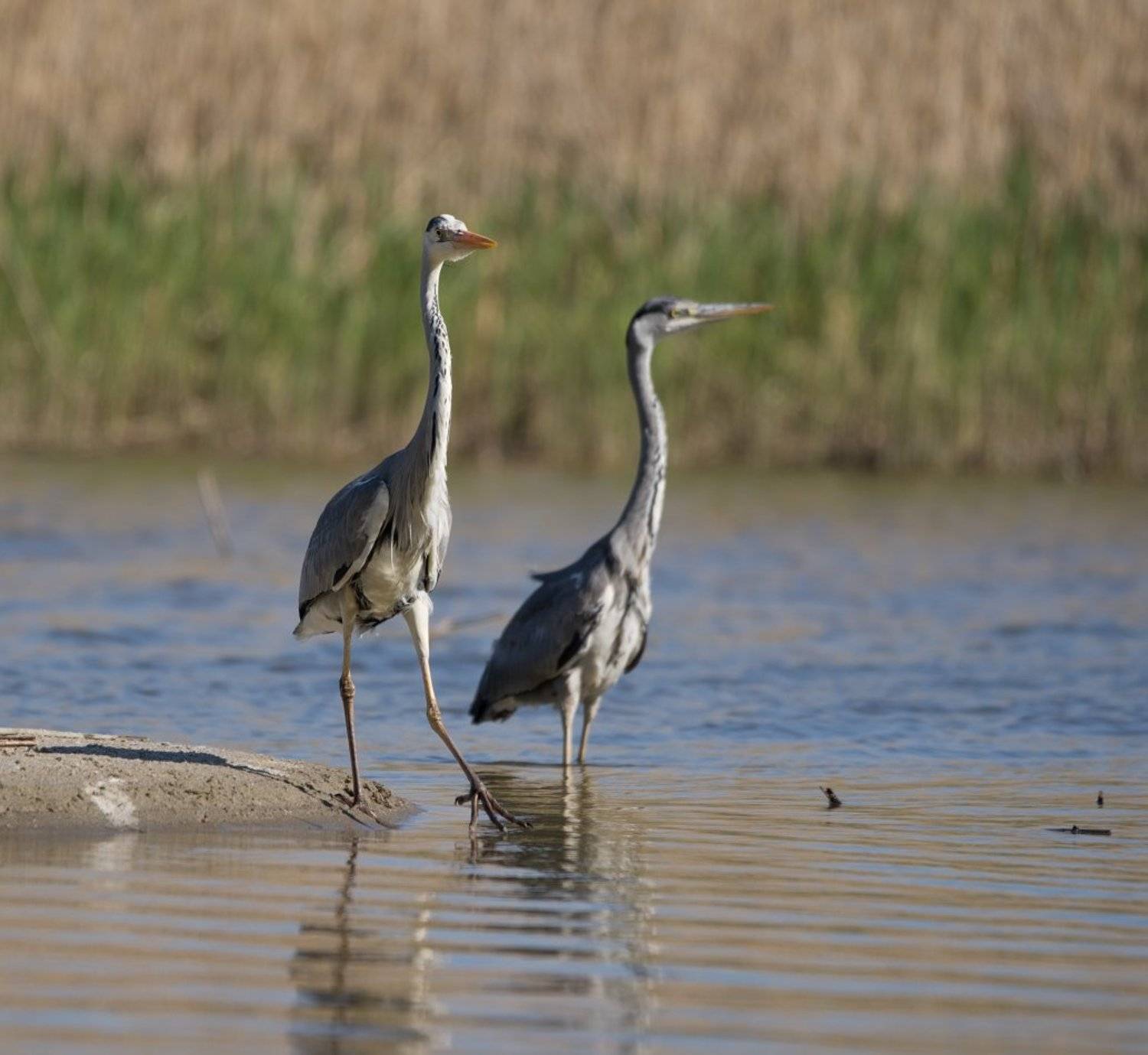 вечер,озеро,птицы, Александр Смолкин