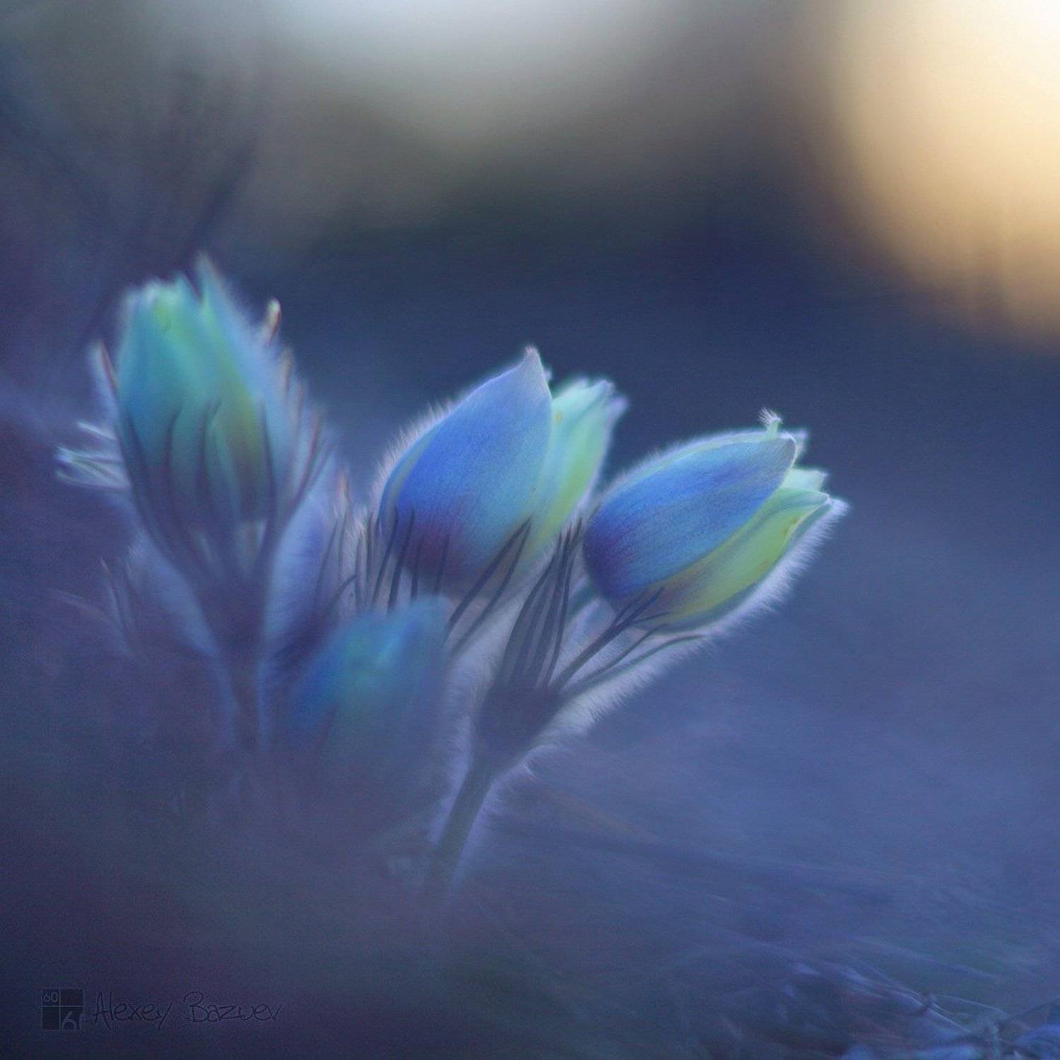 , Алексей Базуев