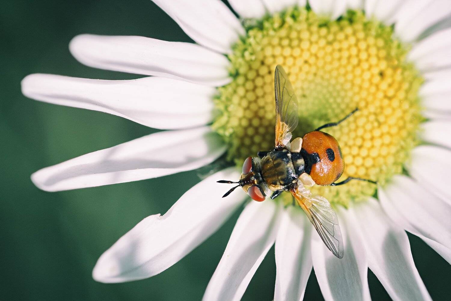 мох,цвет,фон,желтый,семя,цветок,муха, Юрий Котов