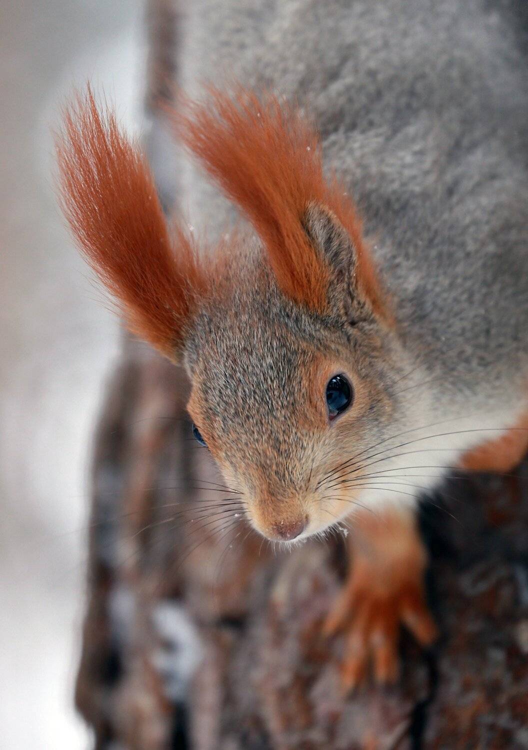 Белка, животные, animal, squirrel  , Конарев Михаил