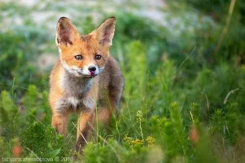 Young red fox