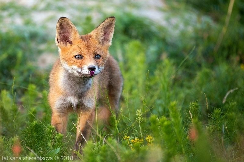 my-mriya, fox Young red fox фото превью