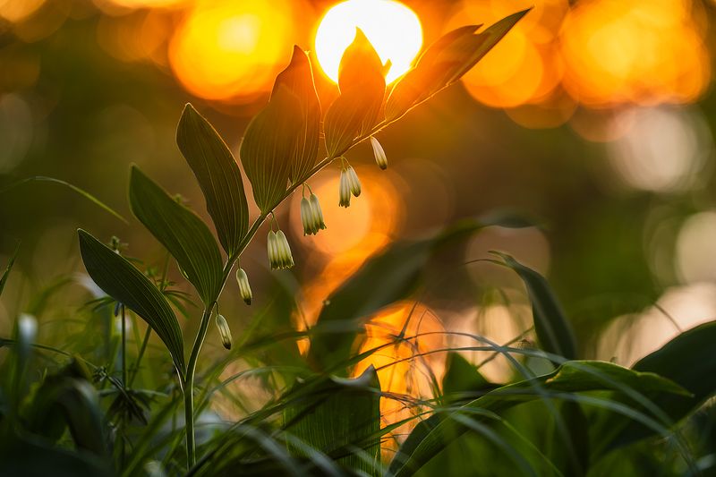 цветы,цветок,макро,растения,природа,купена,закат,солнце  фото превью