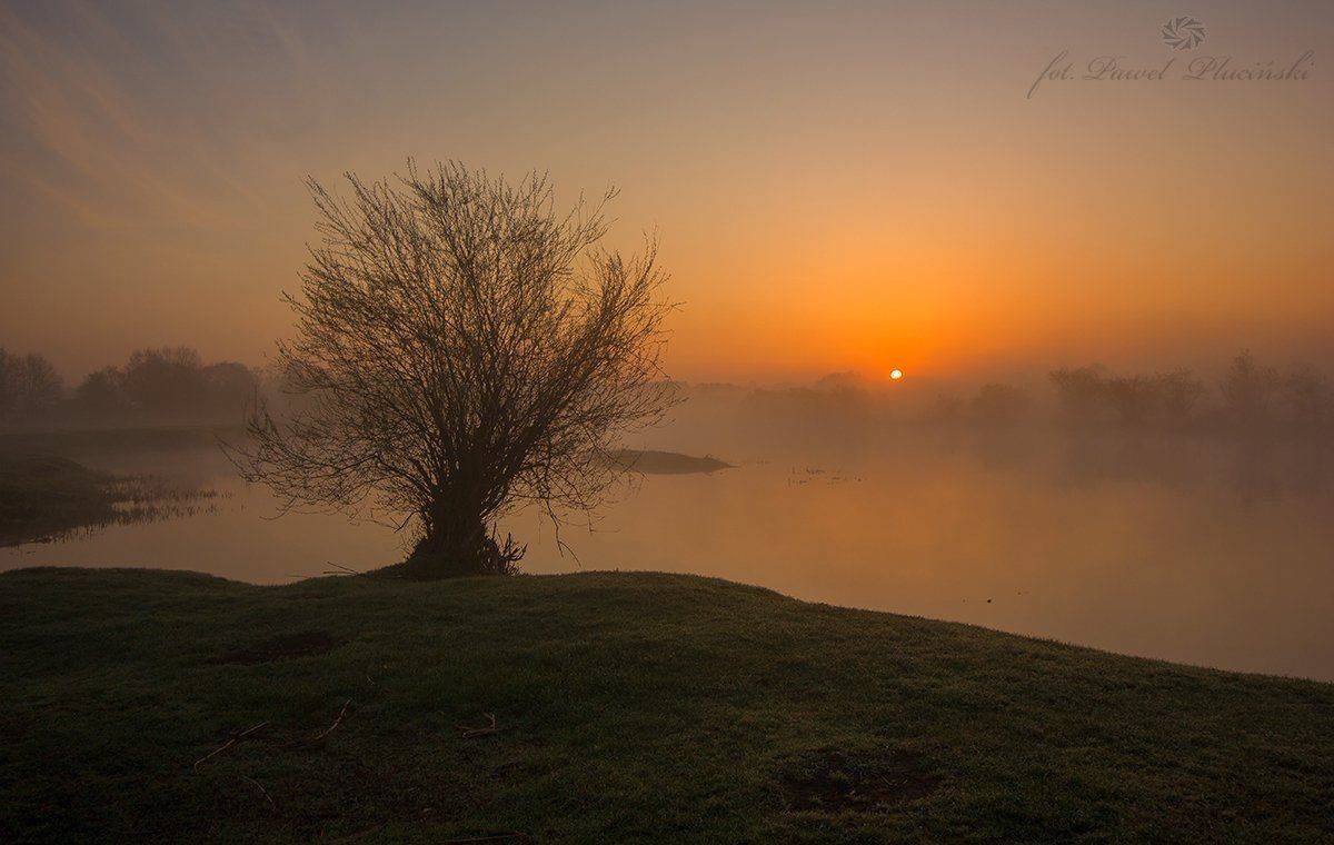 , Pawel Plucinski