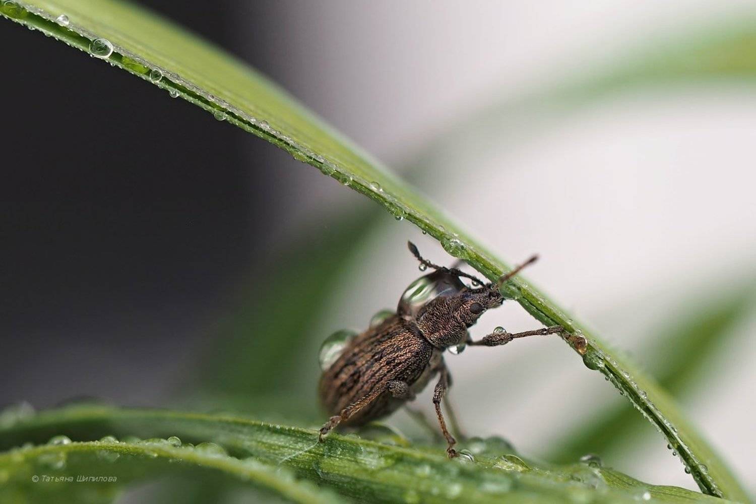 жук, долгоносик, макро, московская область, Шипилова Татьяна