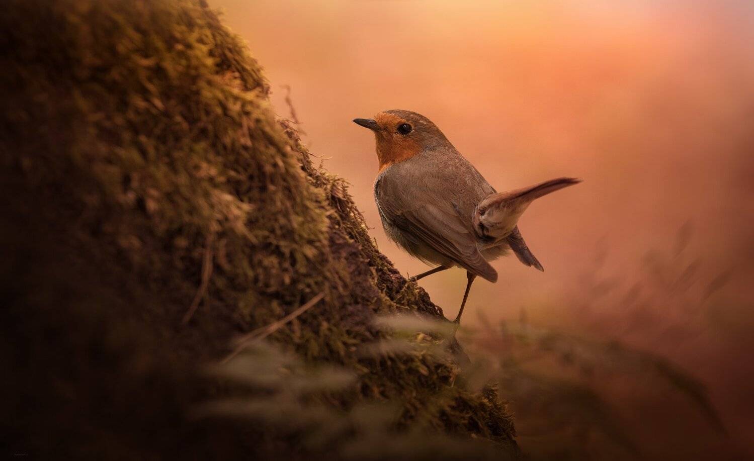 природа, лес, животные, птицы, Дмитрий Посевич