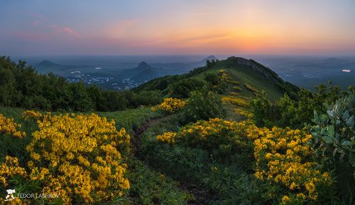 Цветущий рододендрон на Бештау