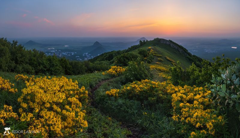 Цветущий рододендрон на Бештау фото превью