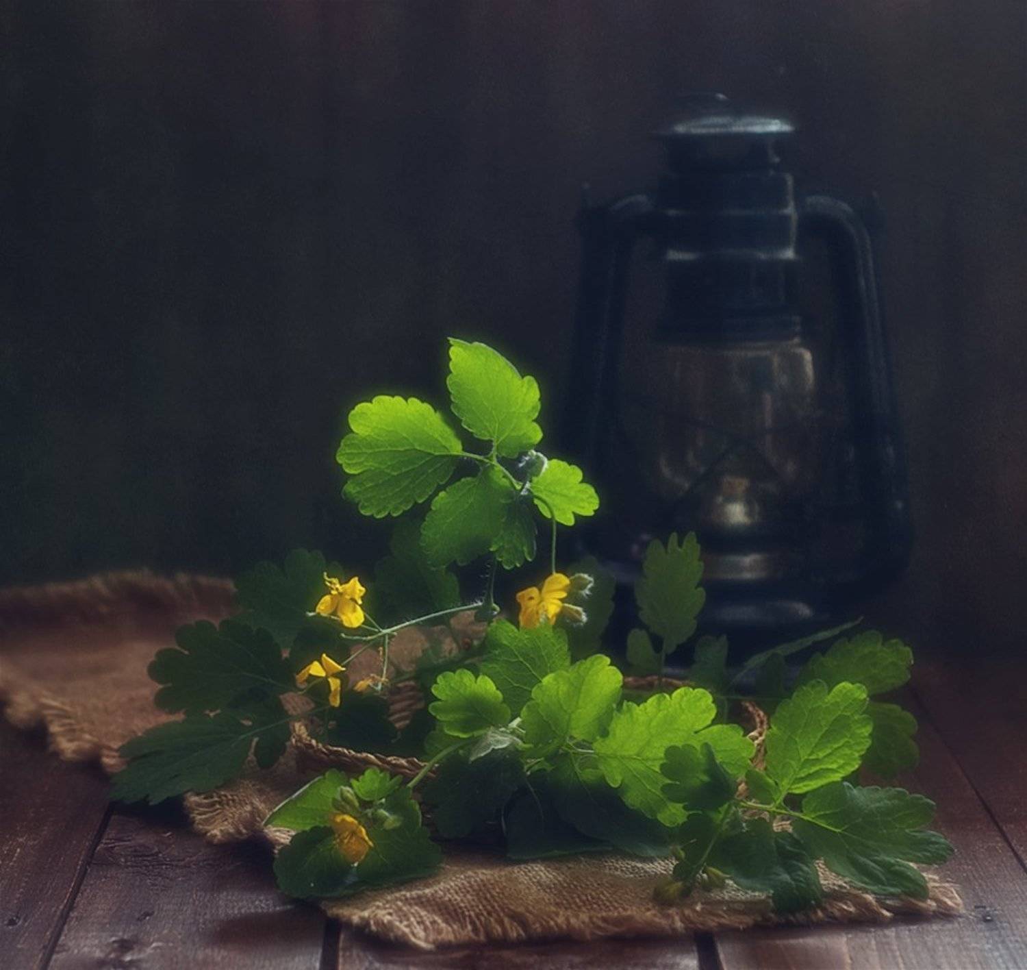 натюрморт,чистотел,лампа, Наталия К