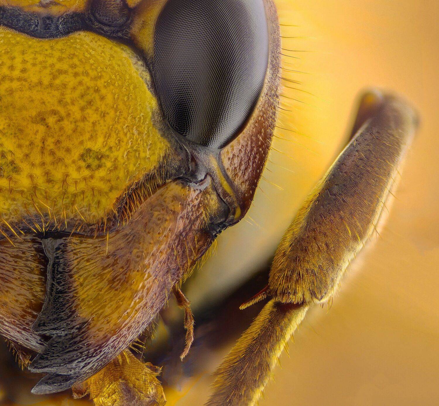 ceclii, macro, extrememacro, Tsvetan Ganev