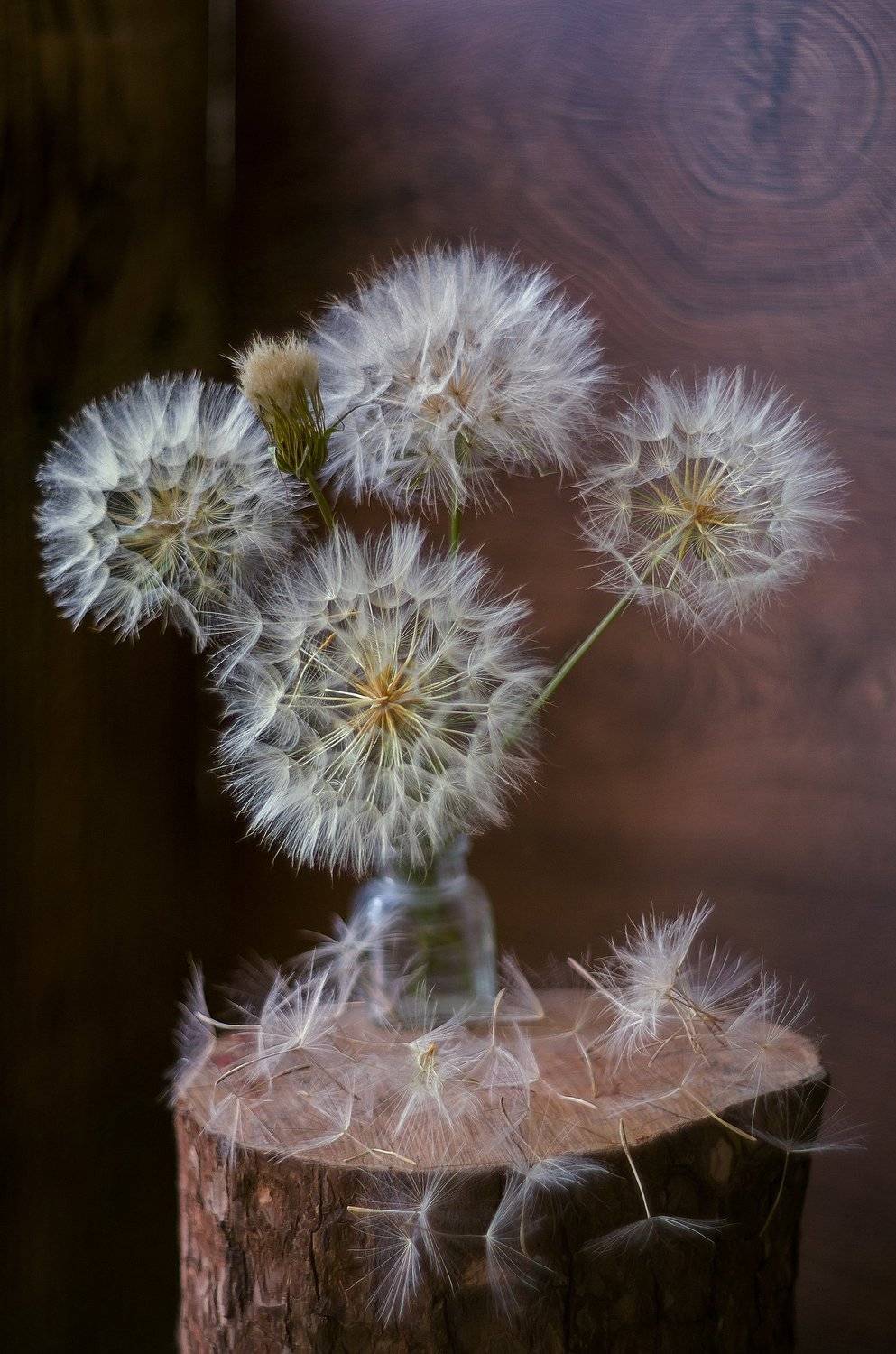 , Елена Вапняр