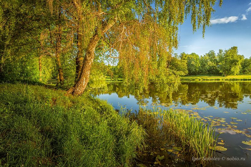 утро, лето, озеро, пруд, кузьминки, пейзаж, morning, summer, lake, pond, kuzminki, landscape, Где-то у Лукоморья фото превью