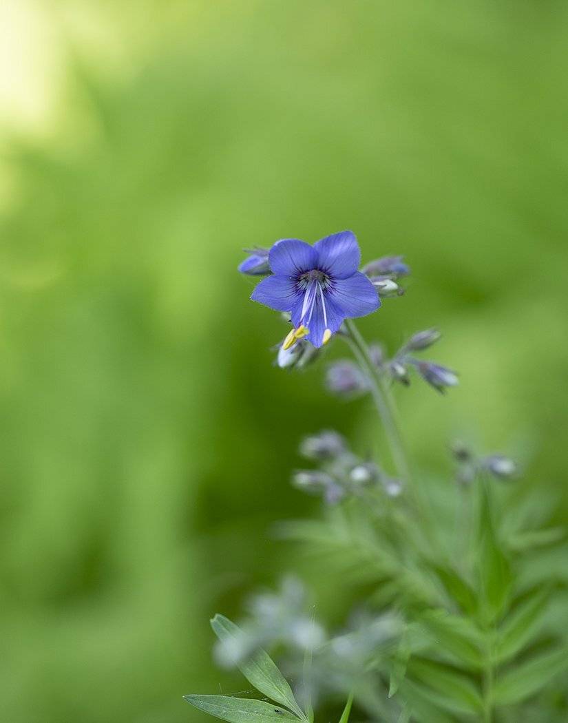 синюха китайская, Евгений Слободской