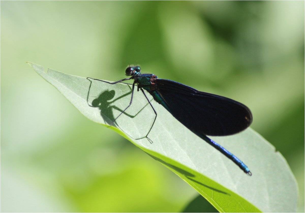 стрекоза, КарОл