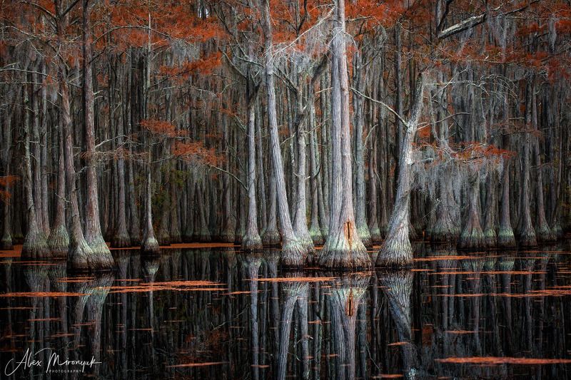 болото, кипарис, сша, джорджия, осень, фототур, отражение Три кипариса почти на Плющихе фото превью