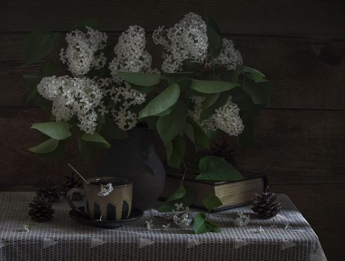 Белая сирень