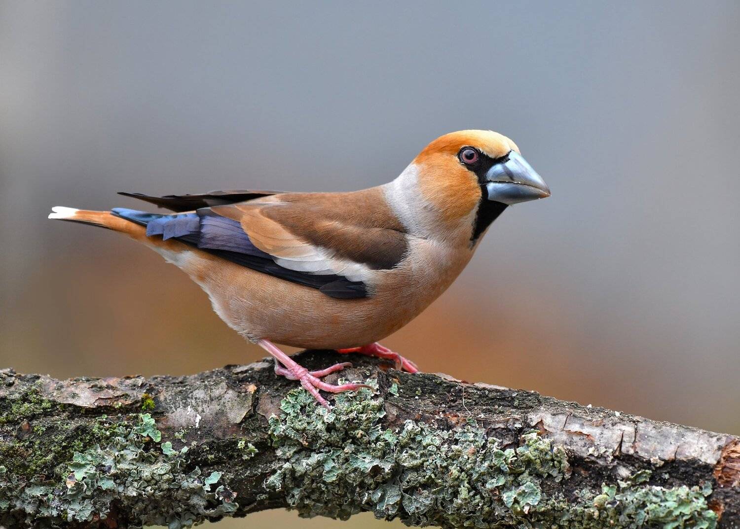 птицы,природа,весна, Андрей Киселёв