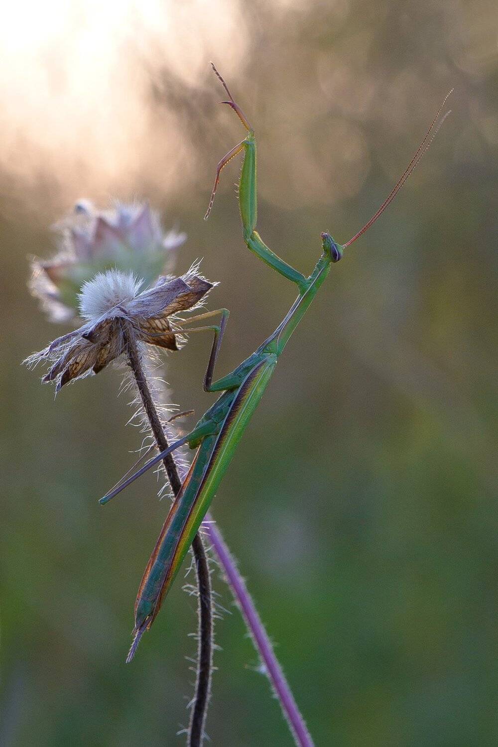 , Кузнецов Дмитрий