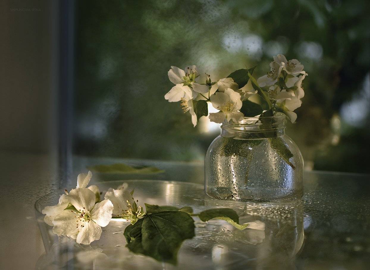 , Шипунова Ирина