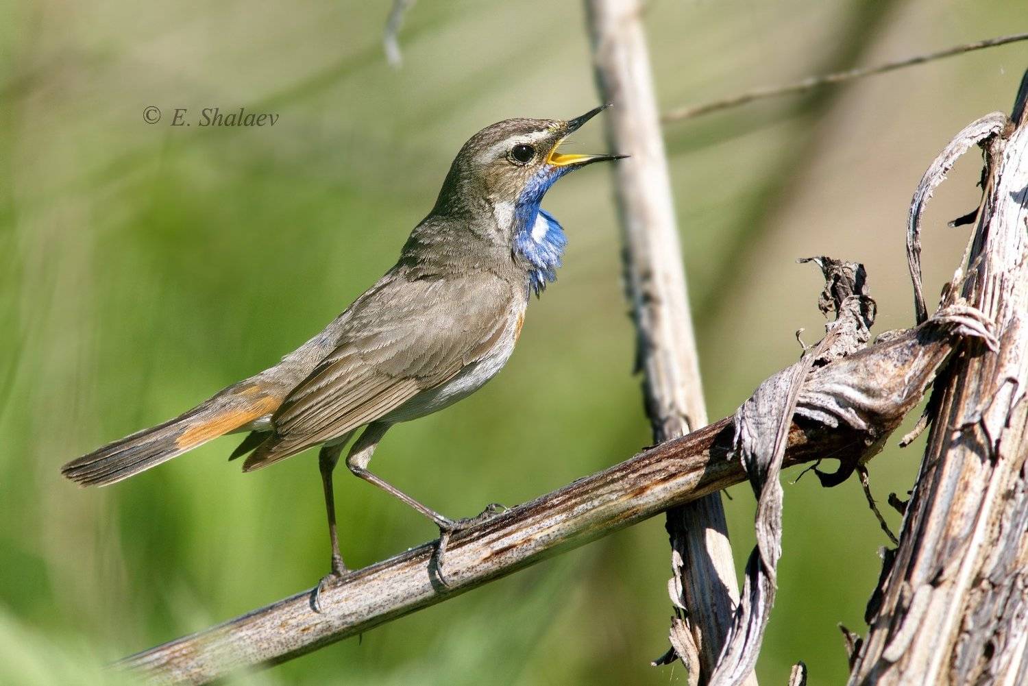 birds,bluethroat,luscinia svecica,варакушка,птица,птицы, Евгений