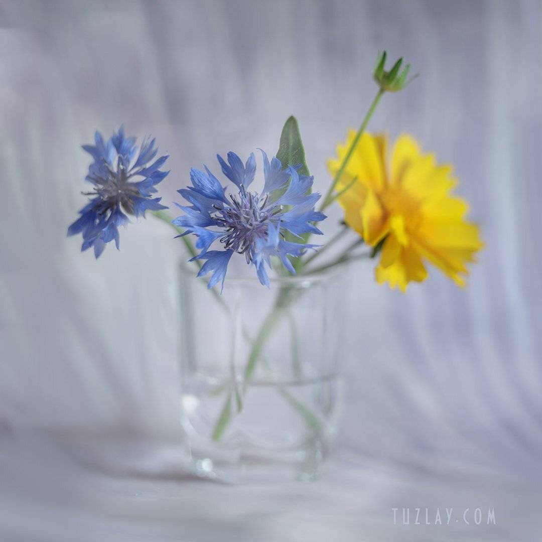 лето в стакане, васильки, желтый цветок, гелиос, Владимир Тузлай