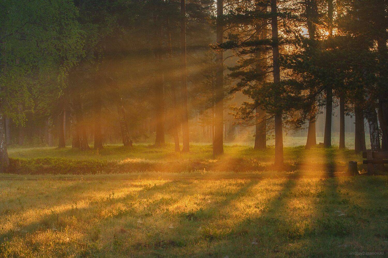 , Андрей Базанов