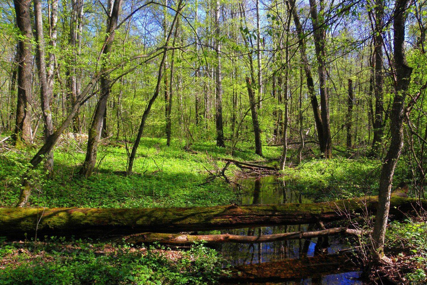 , Руслан Востриков