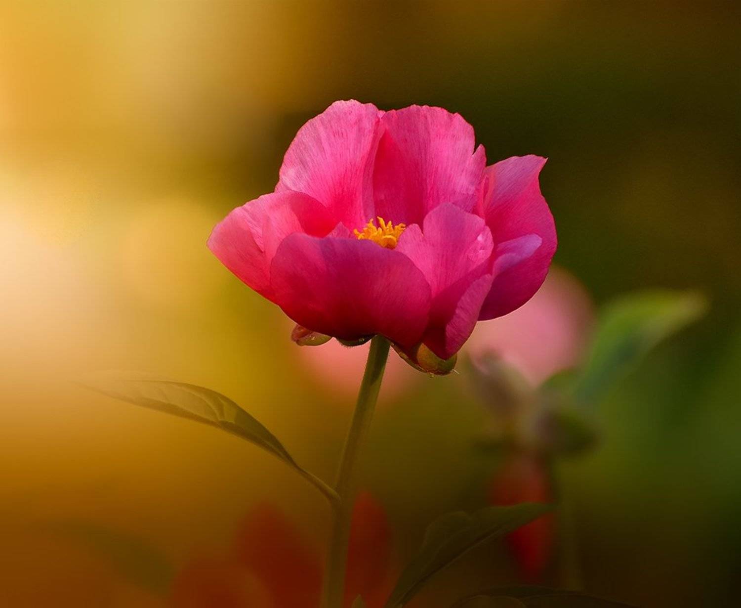 , Сильвана Спиридонова