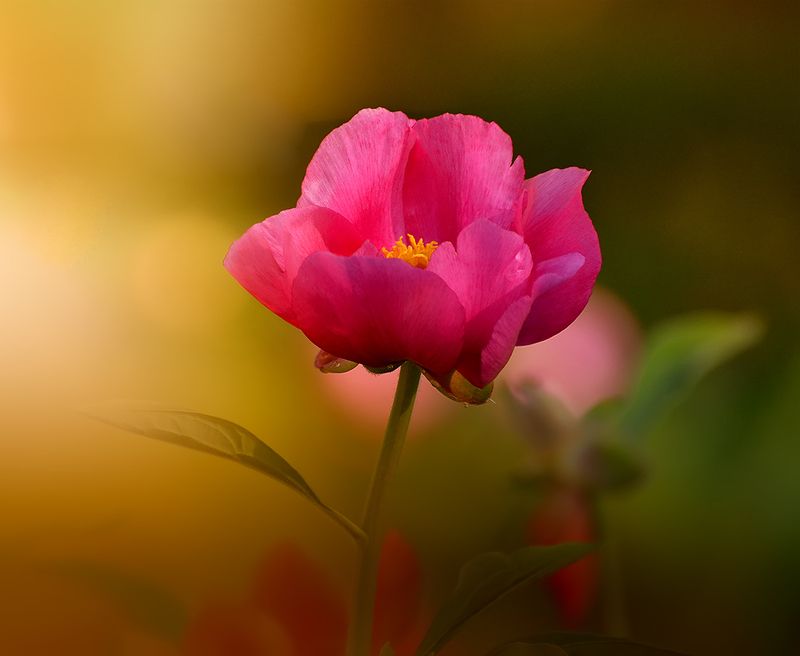 Пион фото превью