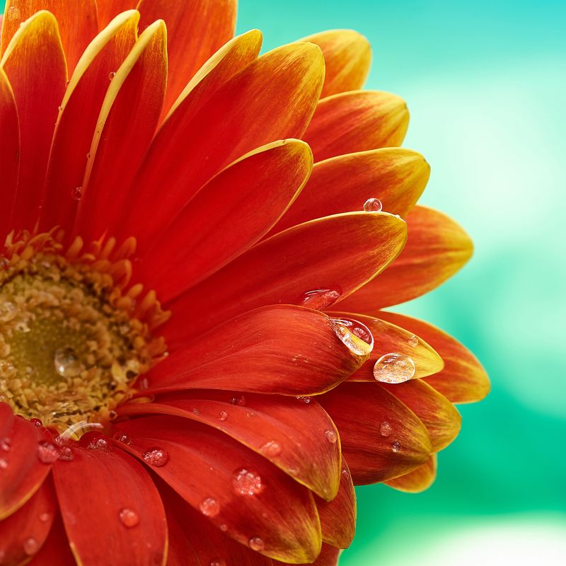 гербера, капля, макро, фотообои Гербера с каплей фото превью