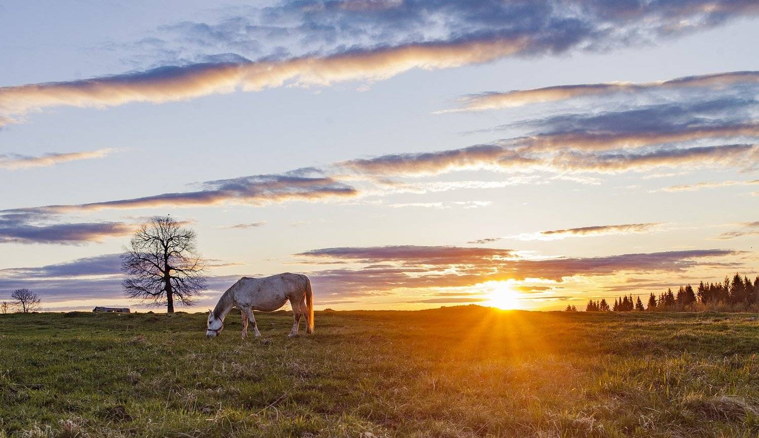 урал, пермский край, лошадка, Андрей Козлов