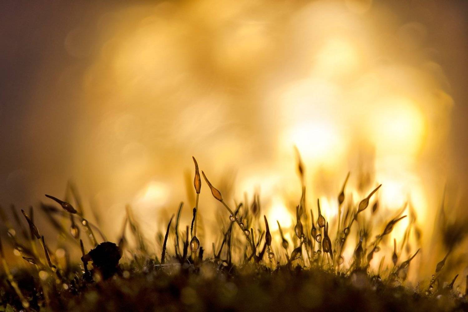 , Владимир Точаненко