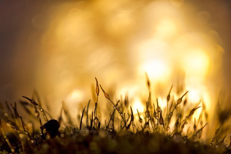 let it burn фото превью